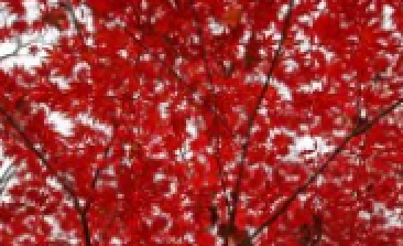 風(fēng)吹，楓動(dòng)，心飛